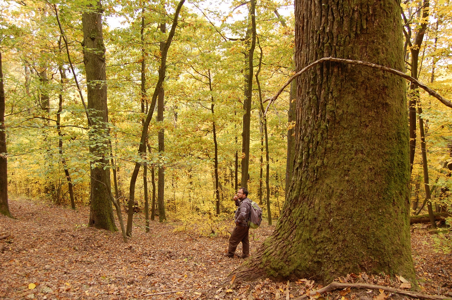Life4Oak Forests – a Natura 2000 tölgyerdők biológiai sokféleségének növeléséért